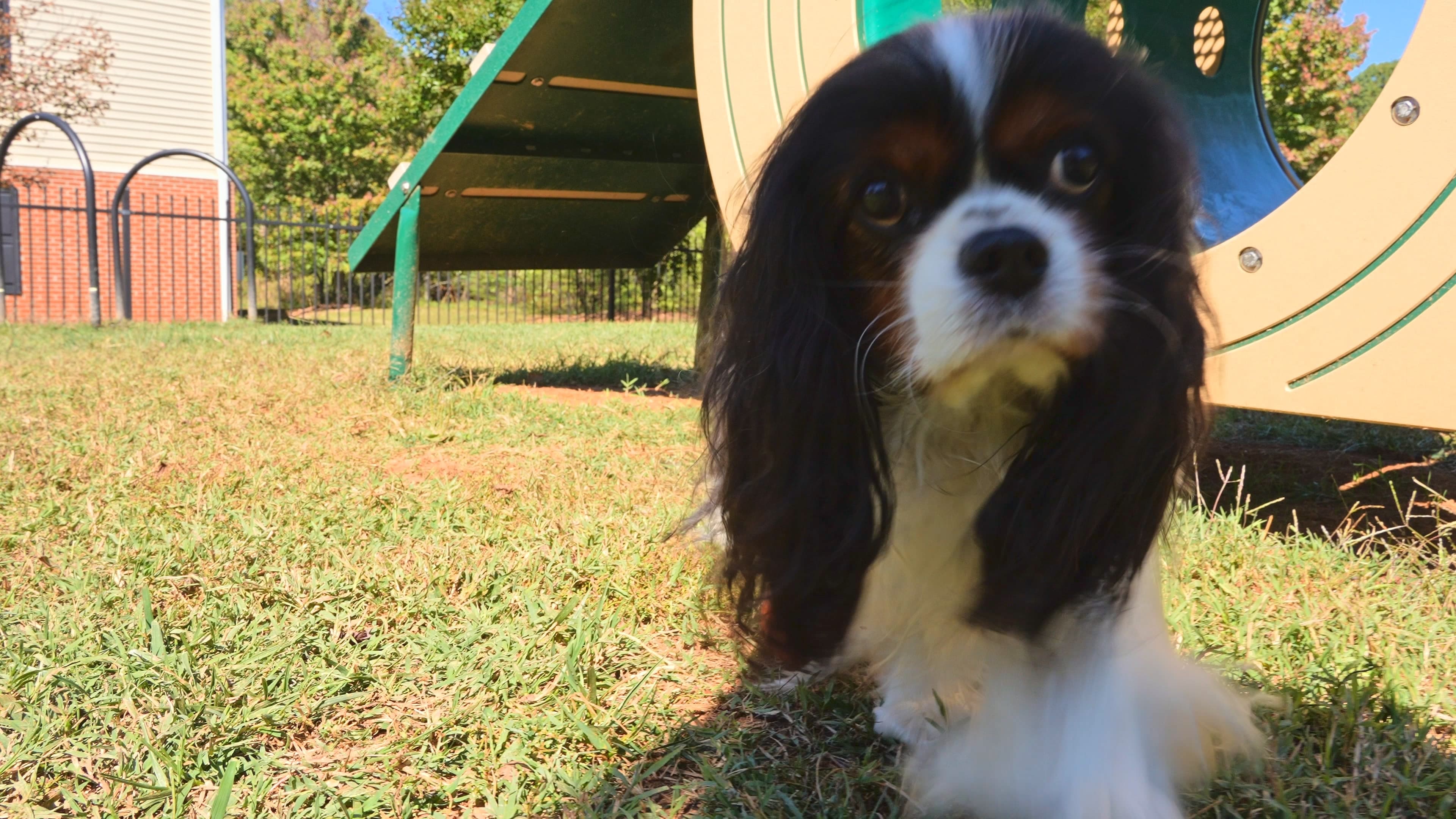 The pet park at The Pointe at Robinhood Village